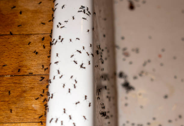 Boulder Hill, IL Pest Control Company